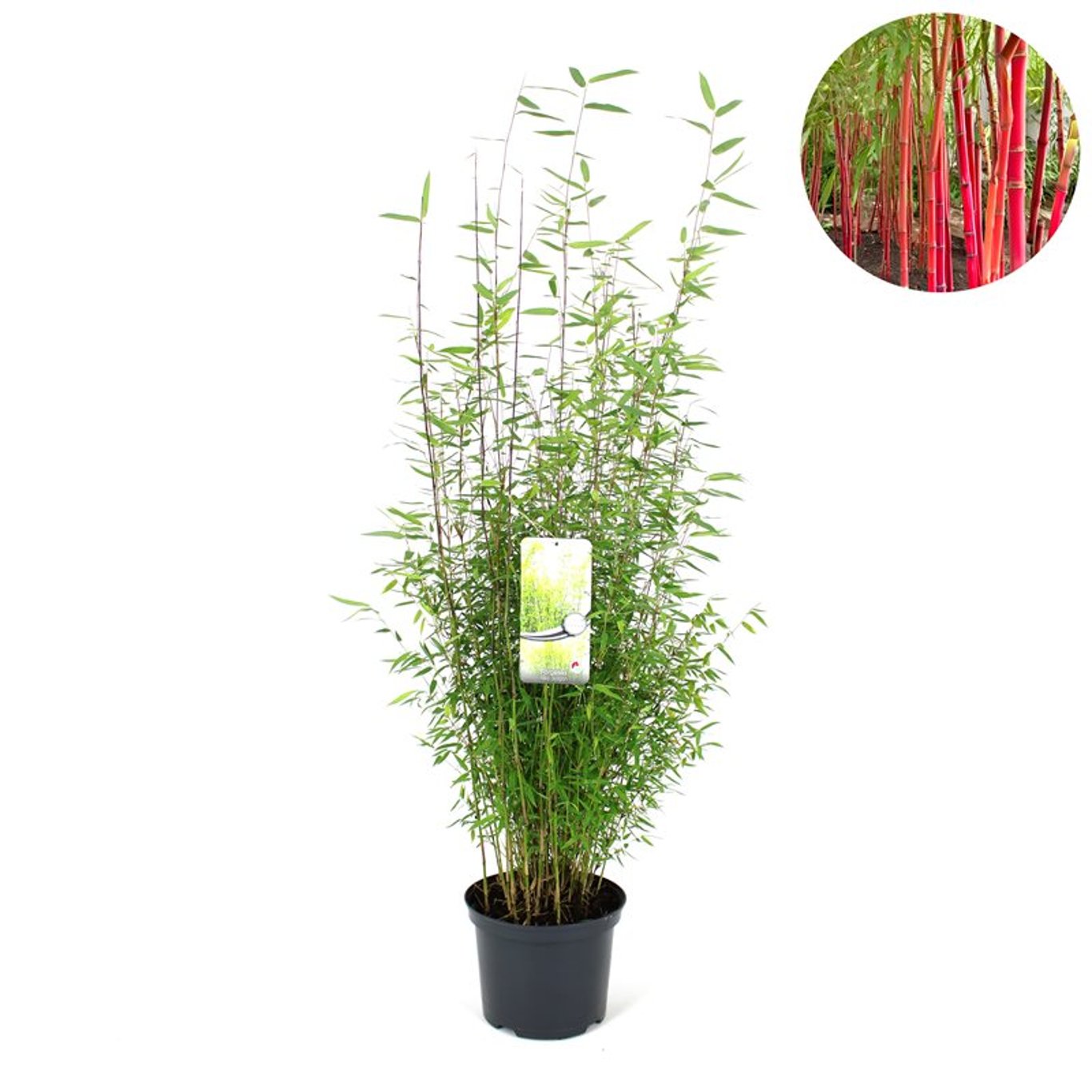 Fargesia 'Red Dragon' - C5 80-100 CM